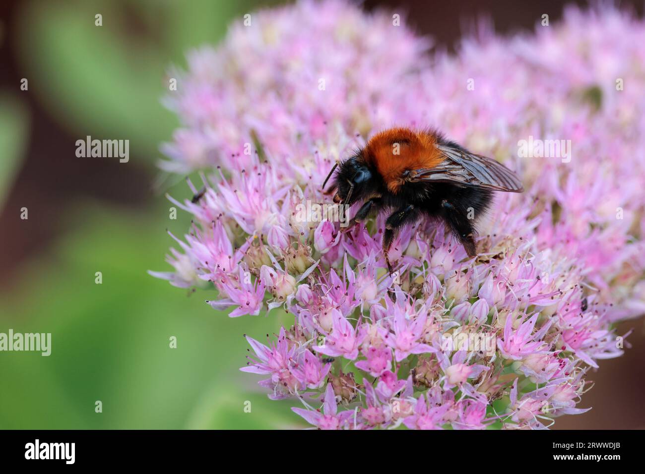 Bumble abeille noire avec des poils de gingembre sur le thorax se nourrissant sur la tête de fleur multifleurie de couleur lilas. Fond vert et noir doux sur l'espace de copie gauche Banque D'Images