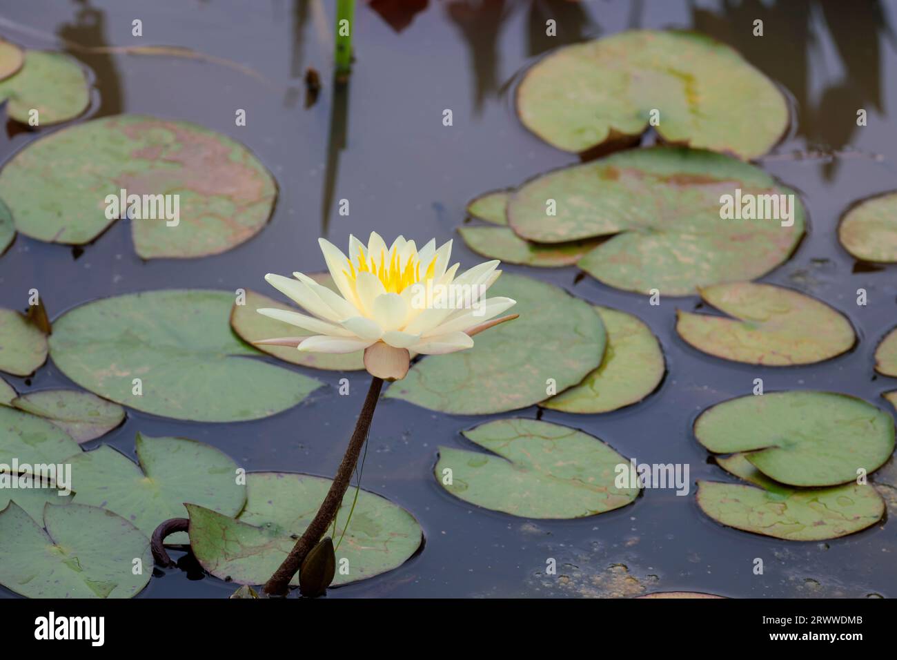 Nénuphaea blanc Nymphaea alba, plante d'eau flottante fleurs pétales blanchâtres avec étamine jaune sur tige feuilles ovales avec flotteur latéral fendu sur l'eau Banque D'Images