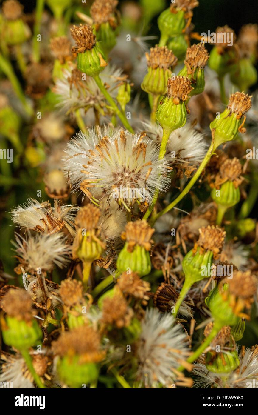 Portrait naturel de plantes environnementales semi-rapprochées montrant des motifs naturels intimes, des structures et des textures dans le monde naturel Banque D'Images