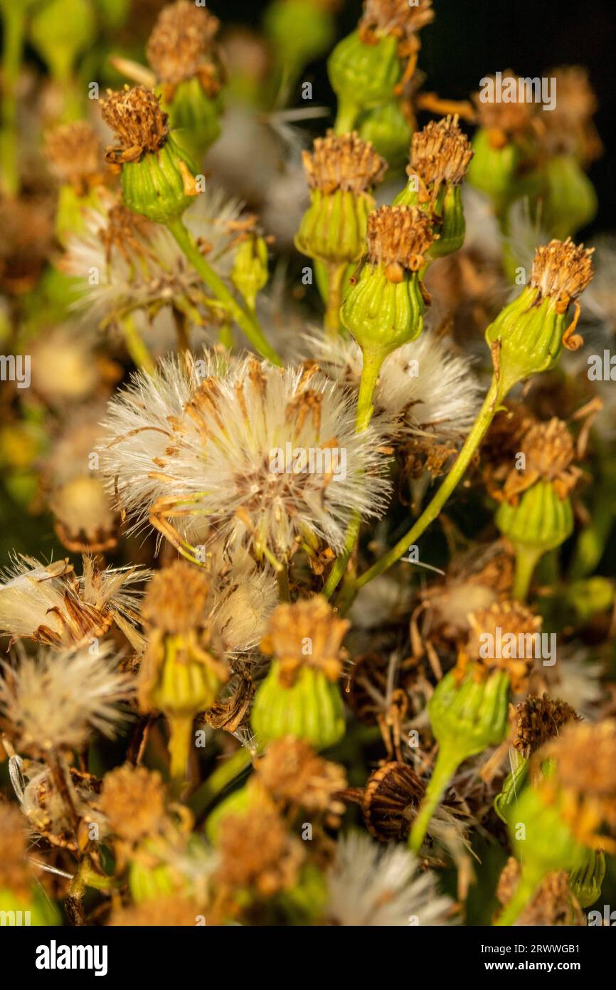 Portrait naturel de plantes environnementales semi-rapprochées montrant des motifs naturels intimes, des structures et des textures dans le monde naturel Banque D'Images