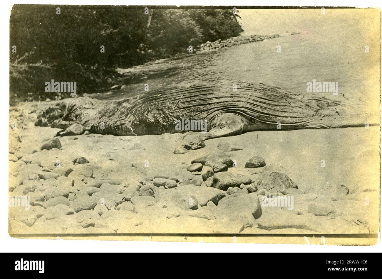 Un crocodile, probablement mort, se trouve au bord de l'eau sur une plage rocheuse. Il y a des arbres autour du rivage immédiatement derrière. Banque D'Images