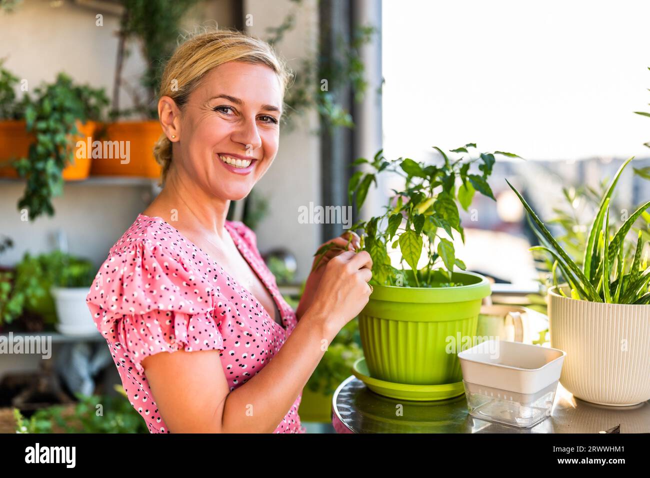 La femme heureuse cherche la croissance de ses piments Chili jaunes. Elle aime jardiner sur le balcon à la maison. Banque D'Images