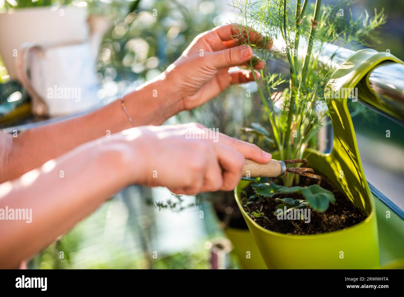 Image en gros plan des mains d'une femme prenant soin de sa plante d'aneth. Elle aime jardiner sur le balcon de sa maison. Banque D'Images
