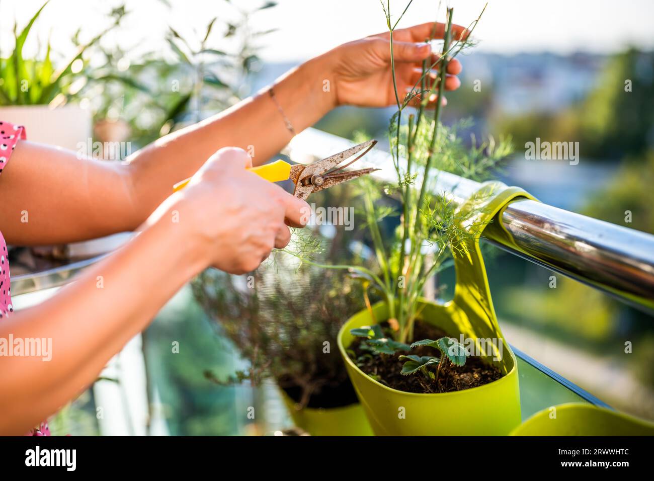 Image en gros plan des mains d'une femme prenant soin de sa plante d'aneth. Elle aime jardiner sur le balcon de sa maison. Banque D'Images