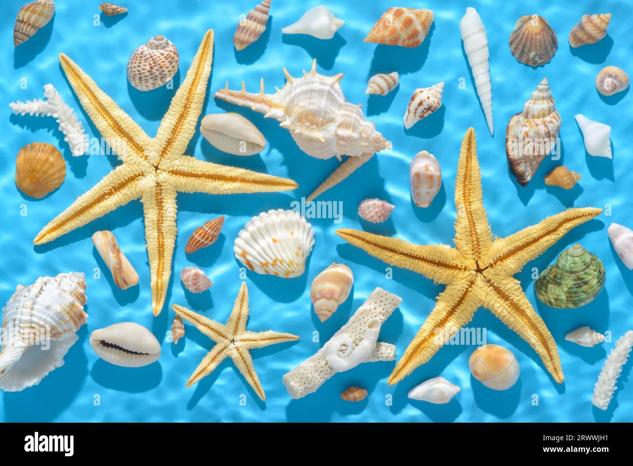 vue de dessus du concept de mer d'été avec coquillages, étoile de mer avec ombre dure dans l'eau d'ondulation sur fond bleu. Banque D'Images