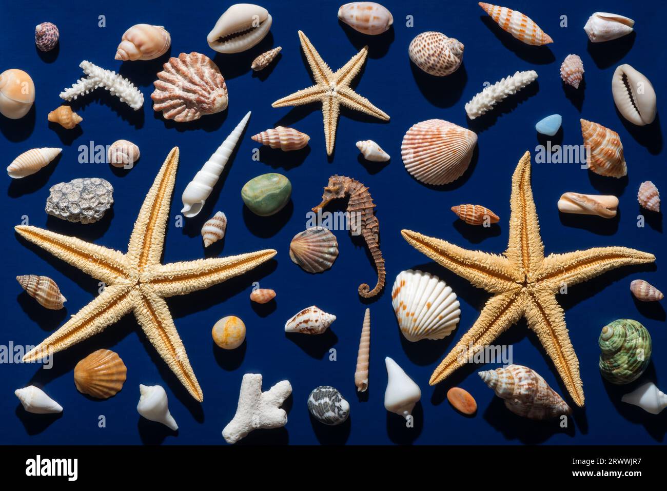 vue de dessus des coquillages, étoile de mer avec ombre dure sur fond bleu foncé profond. Banque D'Images
