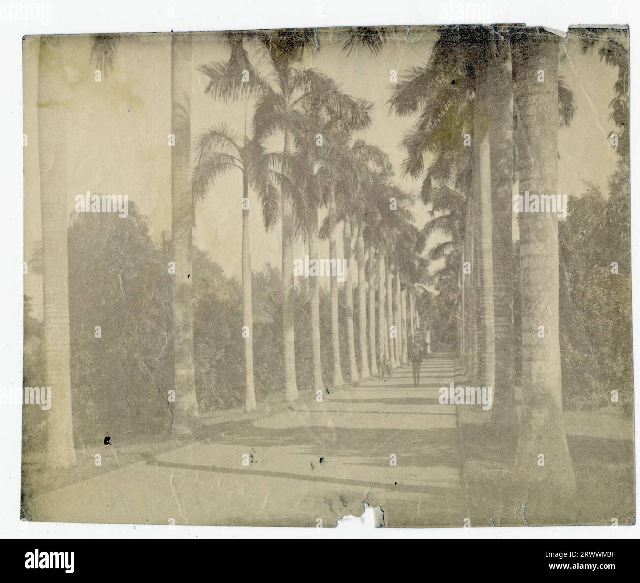 Vue d'une avenue de palmiers bordant un chemin où se promène une figure. Légende au verso : palmiers dans les jardins botaniques. Banque D'Images
