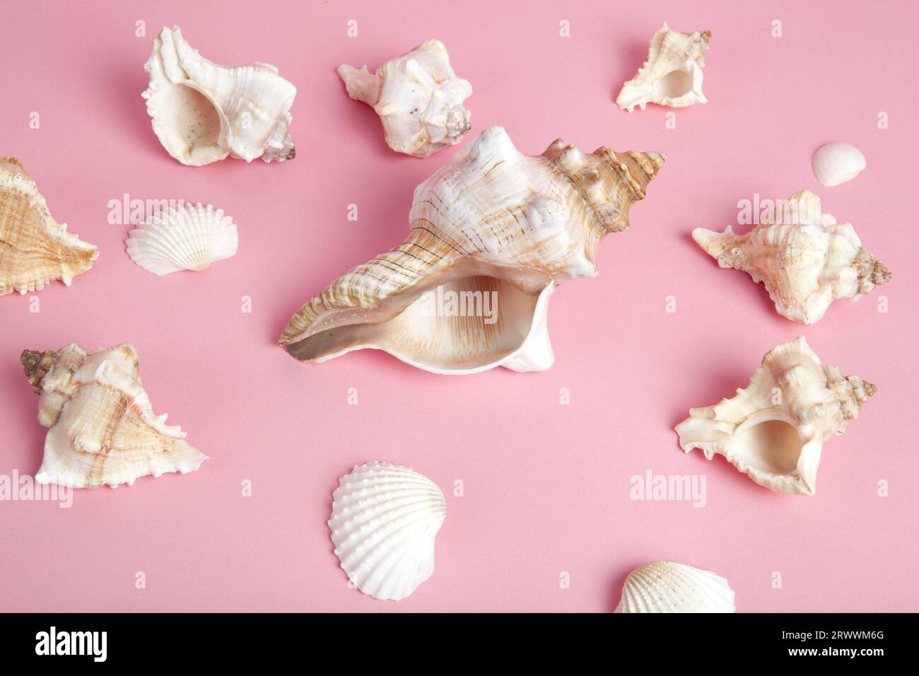 Beaucoup de coquilles de conque sur un fond rose. Composition plate. Photographie de vie en couleurs minimale Banque D'Images