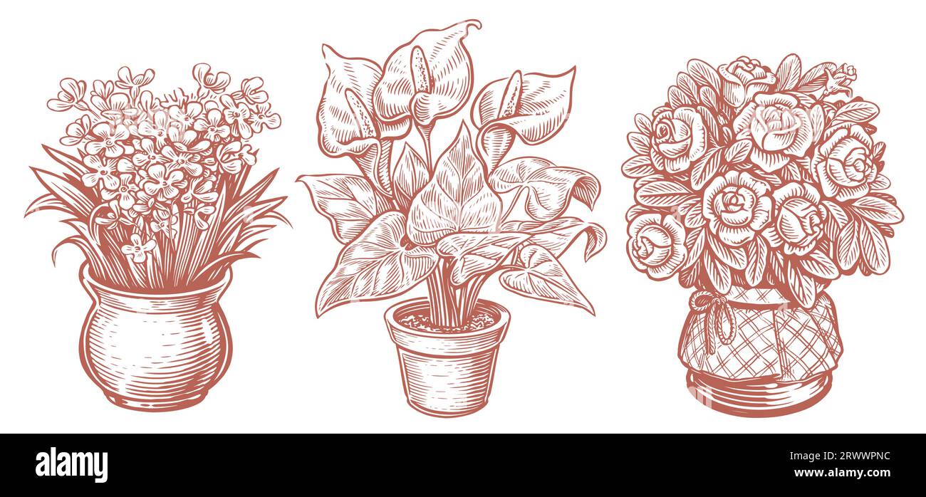 Plantes d'intérieur en pots. Ensemble de fleurs maison. Illustration vectorielle vintage dessinée à la main Illustration de Vecteur