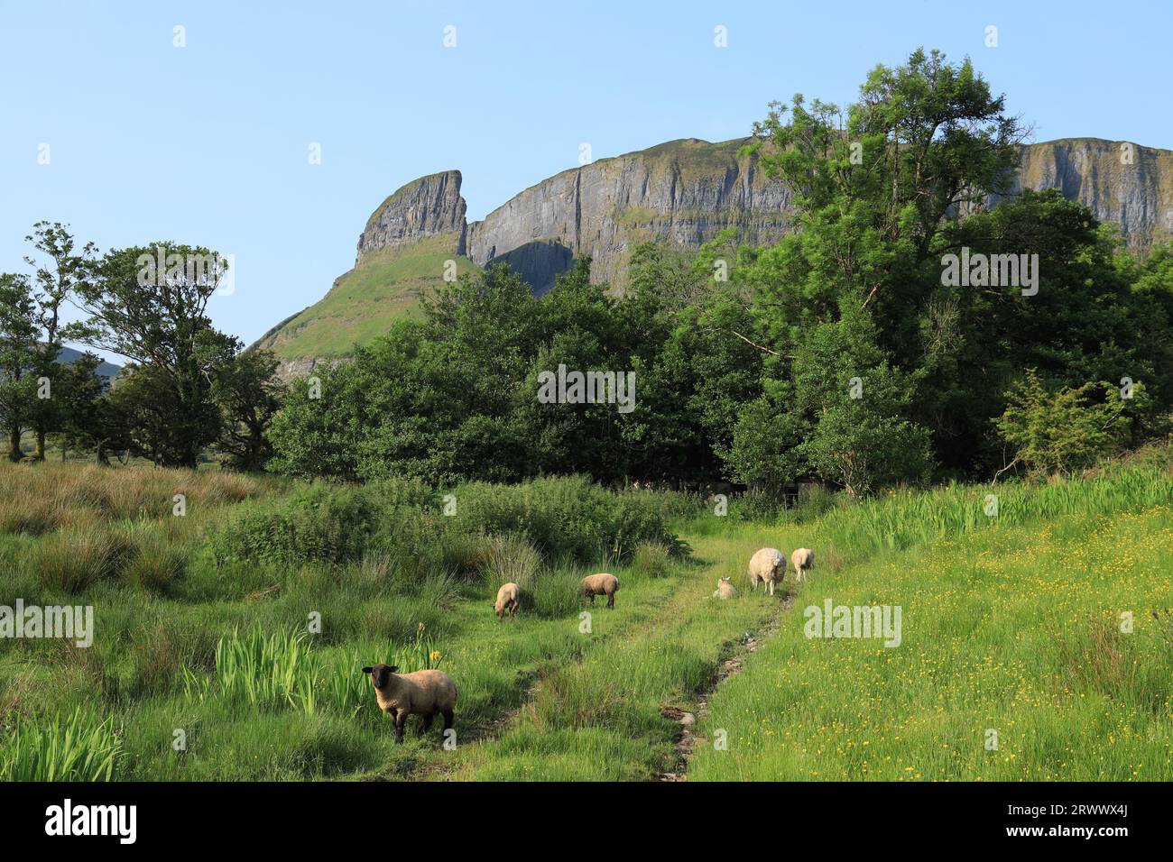 Des moutons paissent sur des pâturages sur le chemin menant à Eagle's Rock, une formation rocheuse dans les montagnes Dartry, dans le comté de Leitrim, en Irlande Banque D'Images