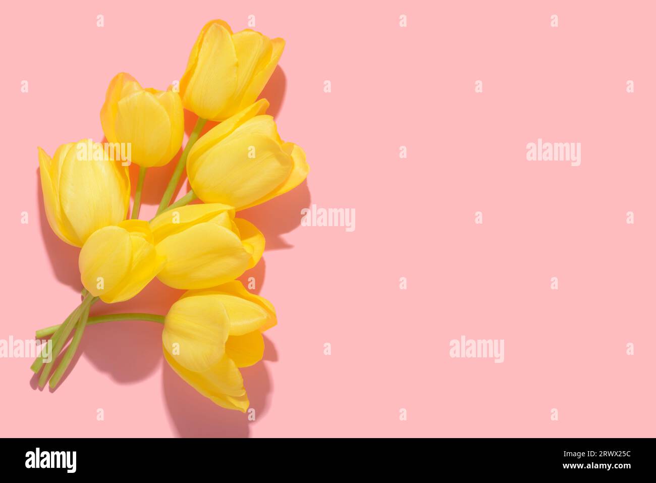 flat lay printemps fleurs abstraites fond de fleur de tulipes jaunes avec ombre dure sur rose, espace de copie Banque D'Images