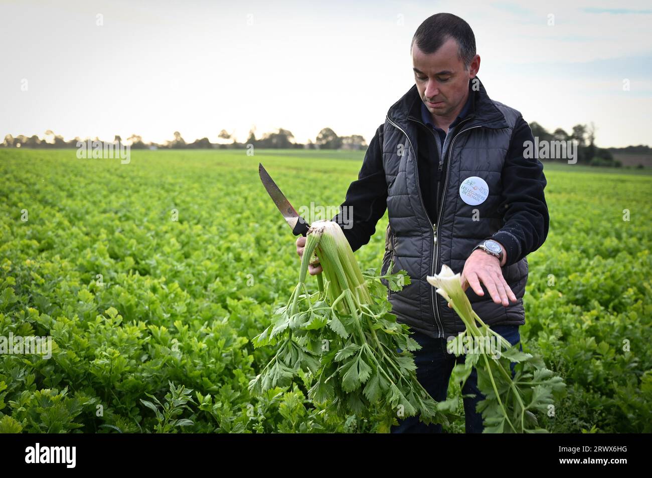 Un producteur agricole récoltant du céleri au milieu d’une grande culture en Bretagne, en France, nous montrant les pratiques agricoles, les spécificités de la production maraîchère et la réduction de l’utilisation des pesticides le 19 septembre 2023. Photo Tomas Stevens/ABACAPRESS.COM Banque D'Images