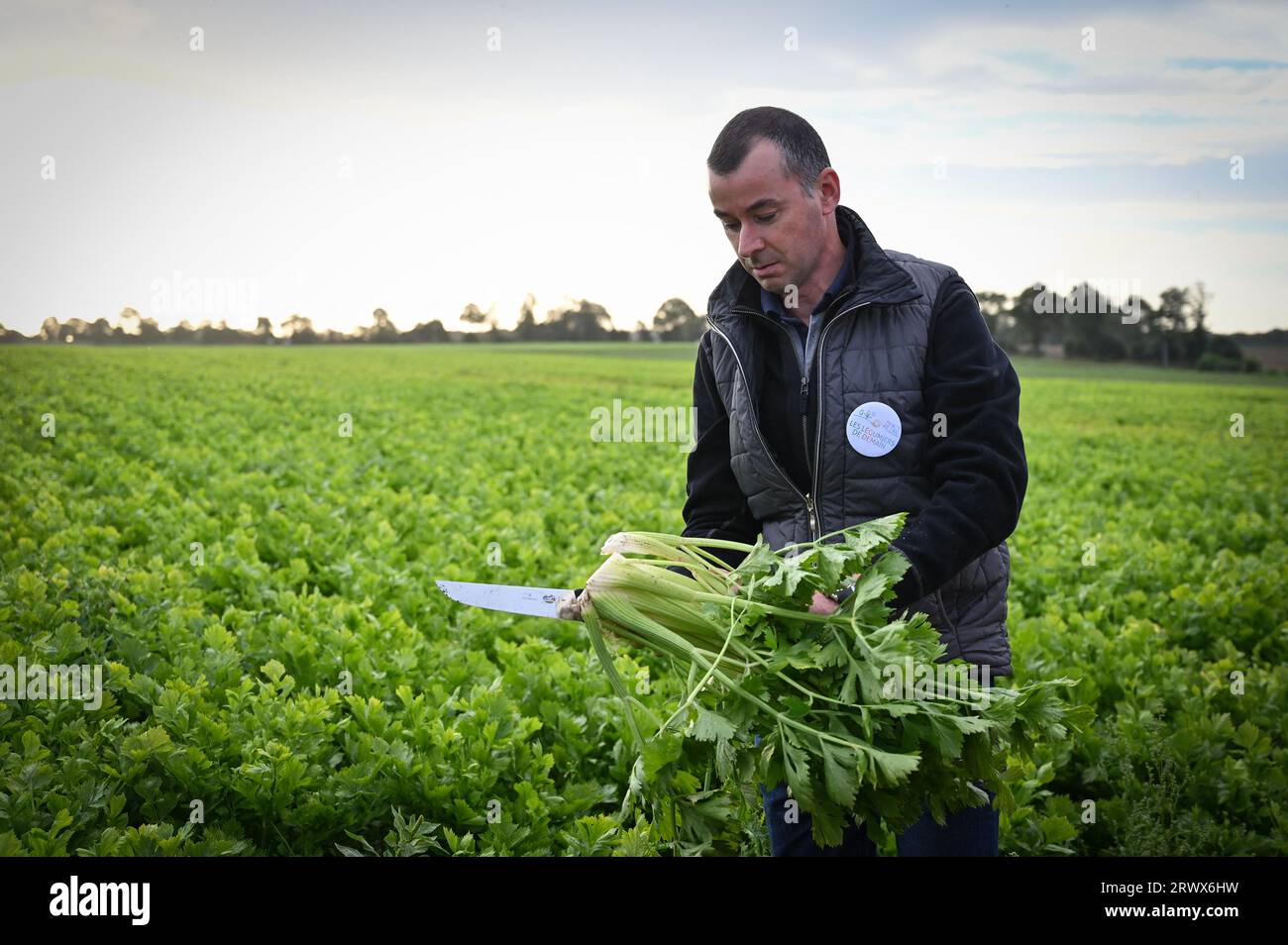Un producteur agricole récoltant du céleri au milieu d’une grande culture en Bretagne, en France, nous montrant les pratiques agricoles, les spécificités de la production maraîchère et la réduction de l’utilisation des pesticides le 19 septembre 2023. Photo Tomas Stevens/ABACAPRESS.COM Banque D'Images