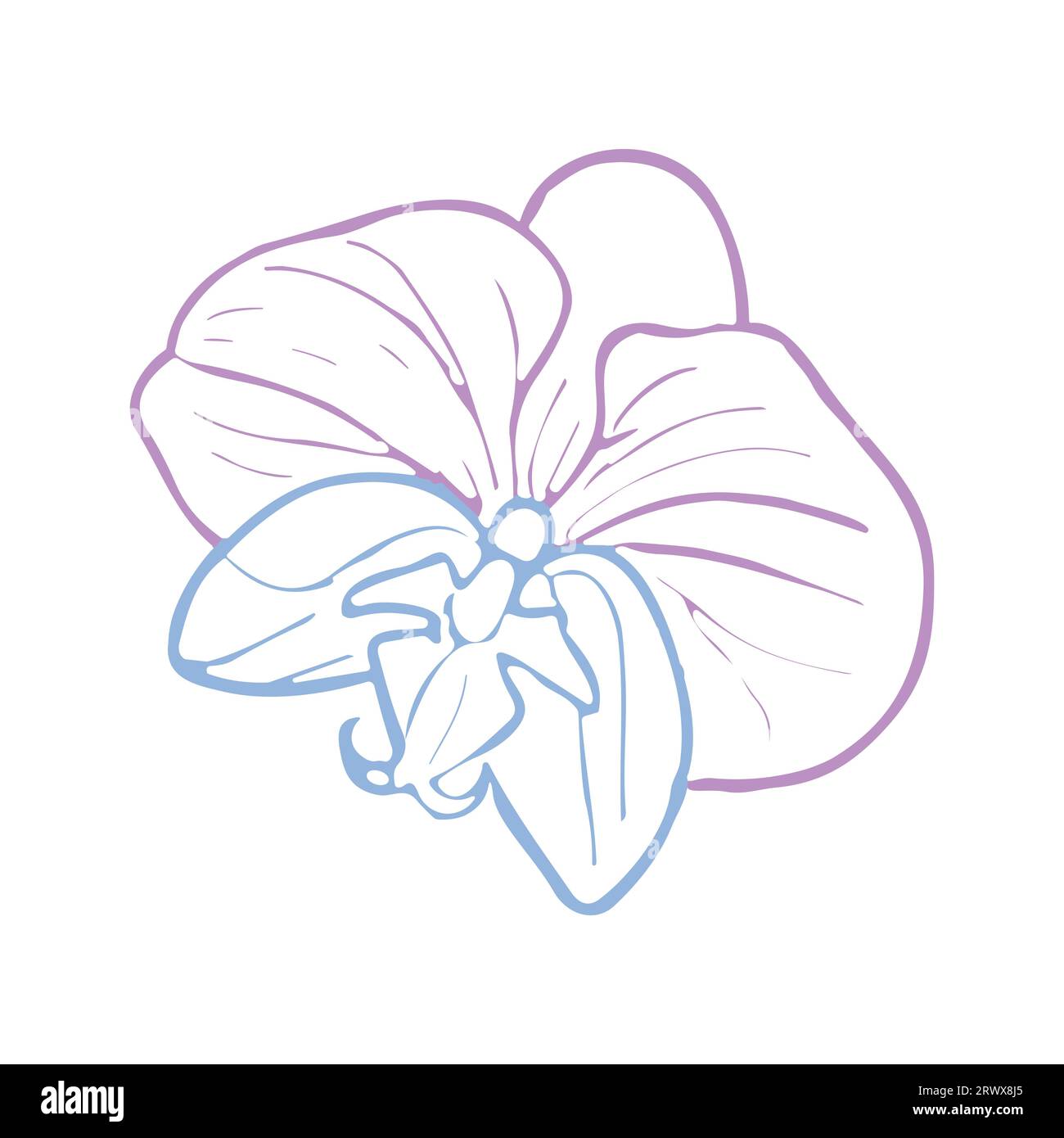 Tête de fleur tropicale d'orchidée. Illustration dessinée à la main vectorielle en couleur pastel pour la conception de carte ou d'invitation, logo. Illustration de Vecteur