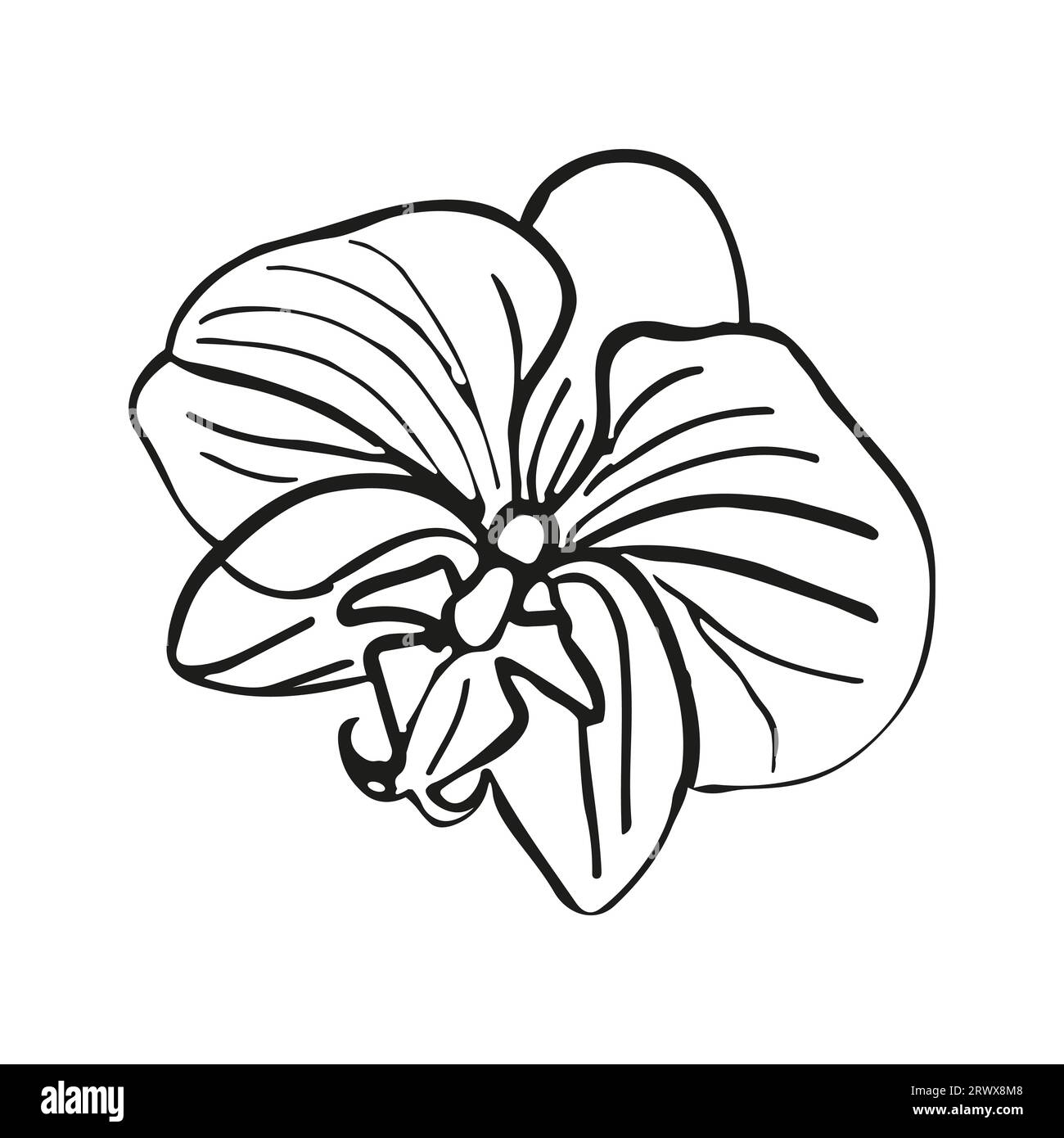 Tête de fleur tropicale d'orchidée. Illustration dessinée à la main de dessin au trait vectoriel pour la conception de carte ou d'invitation, logo. Illustration de Vecteur Tête de fleur tropicale d'orchidée. Illustration dessinée à la main de dessin au trait vectoriel pour la conception de carte ou d'invitation, logo. Illustration de Vecteur