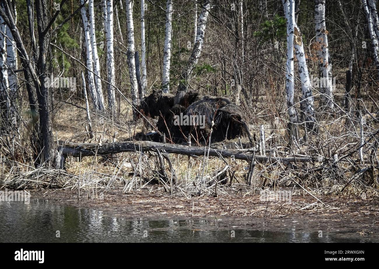 Un accroc dans la forêt près d'un marais qui ressemble à un ours. Banque D'Images