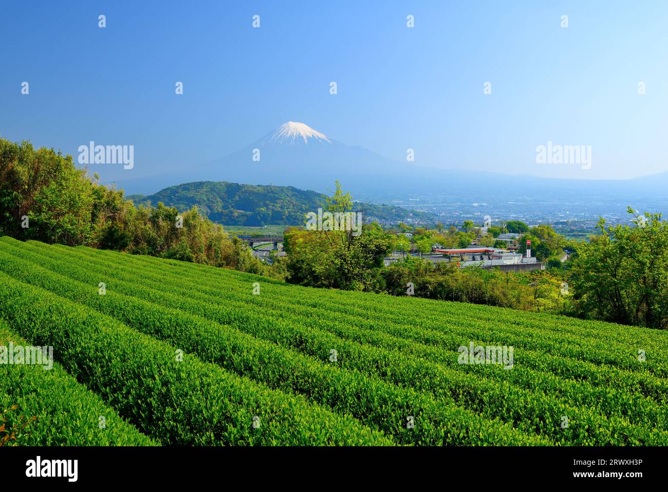 Fuji et une plantation de thé dans la ville de Fuji, préfecture de Shizuoka, Japon Banque D'Images