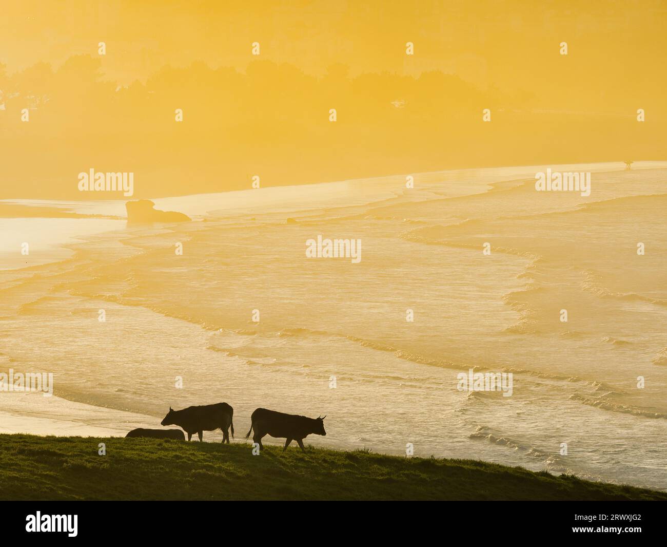 Les silhouettes de quelques vaches au coucher du soleil sur les vagues de la mer Cantabrique, sur la plage de San Vicente de la Barquera. Banque D'Images