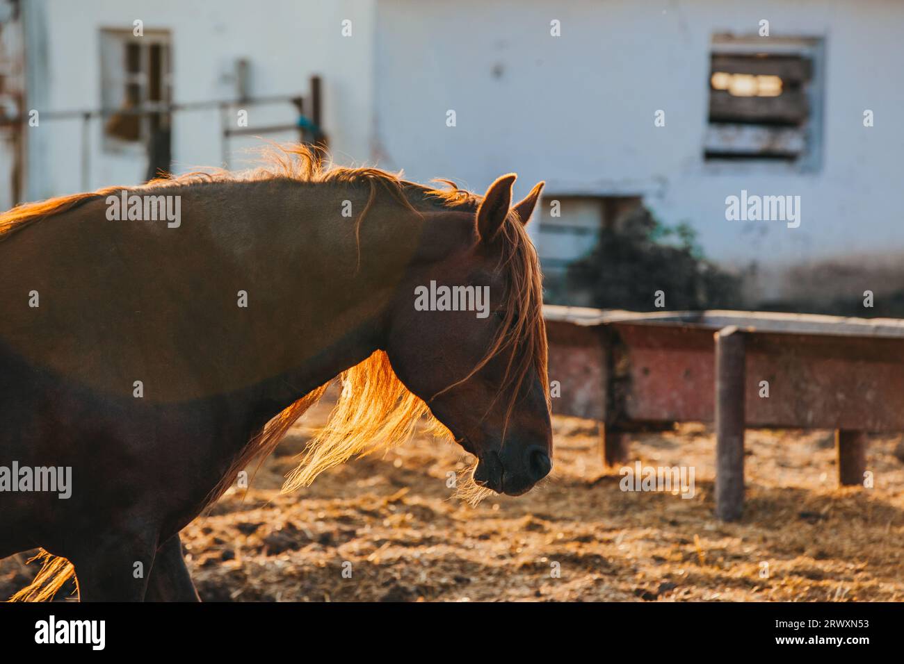 Portrait rapproché d'un cheval de travail au coucher du soleil. Banque D'Images