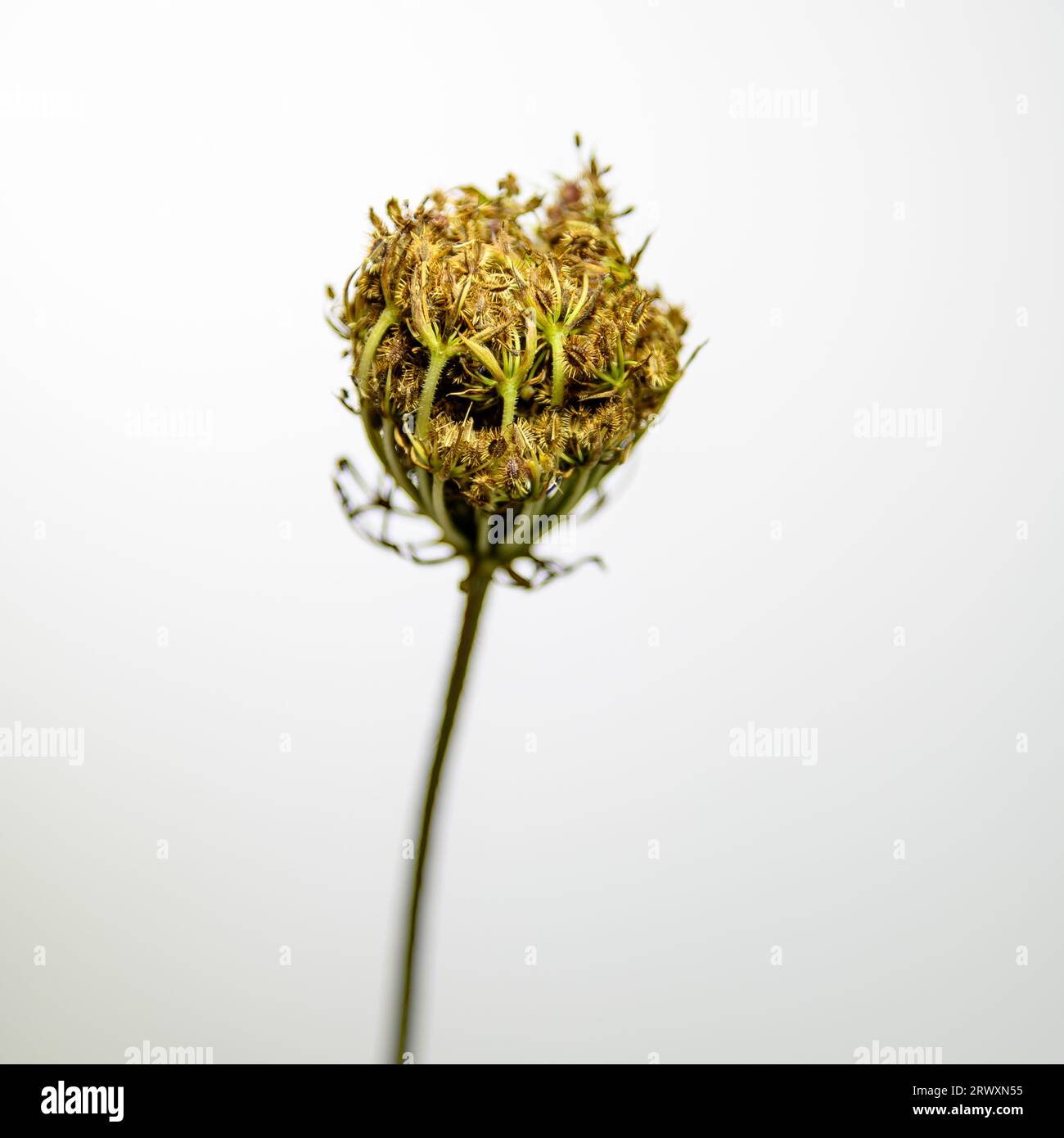 Image haute clé d'une tête de graine de carotte sauvage Banque D'Images
