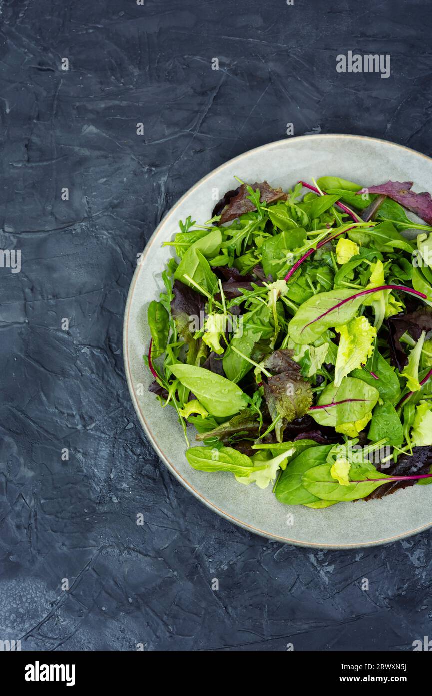 Salade verte d'été fraîche avec salade de laitue, chicorée, arugula. Aliments verts. Banque D'Images