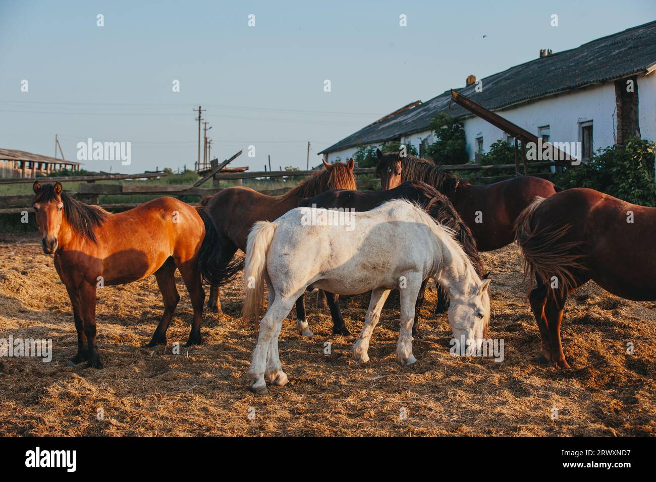 Chevaux sur une ferme au coucher du soleil. Banque D'Images
