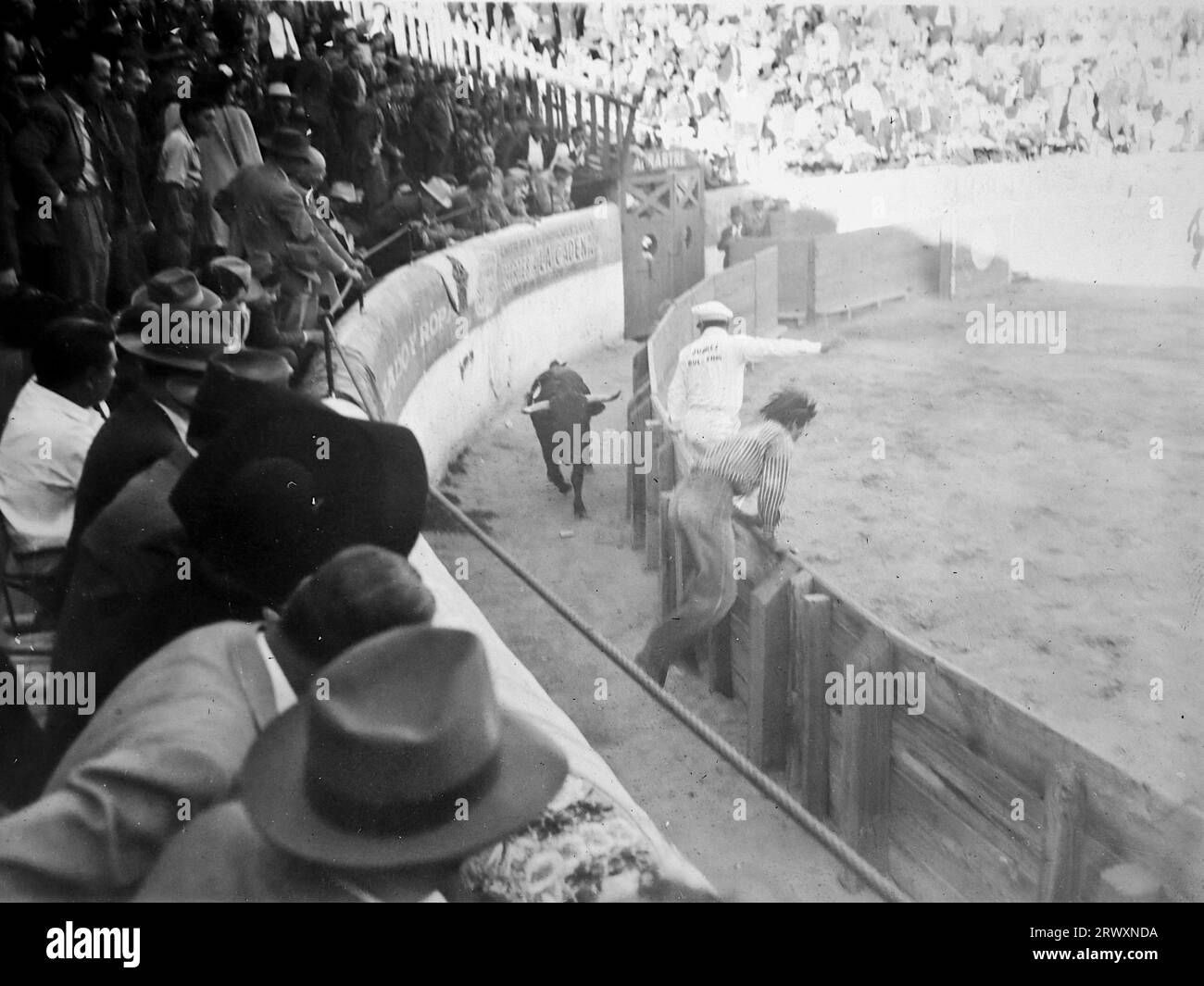 Un taureau refusant d'entrer sur le ring lors d'un combat de taureaux au Mexique. Photographie rare : tirée d'une collection compilée par un militaire britannique inconnu couvrant la démonstration composite n° 1, batterie AA, tournée des Etats-Unis, à partir du 11 juillet 1943. Il s'agit d'une parmi plus d'une centaine d'images de la collection qui étaient en moyenne autour de 4x3 pouces. Banque D'Images