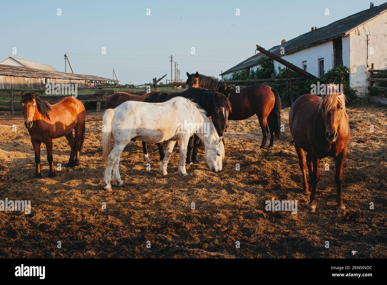 Chevaux sur une ferme au coucher du soleil. Banque D'Images