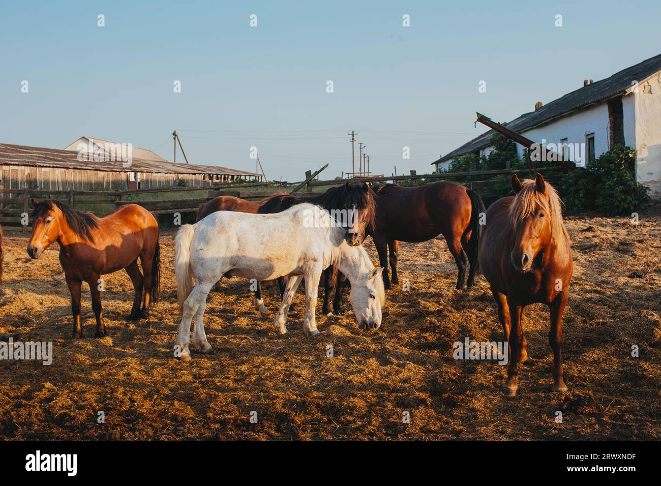 Chevaux sur une ferme au coucher du soleil. Banque D'Images