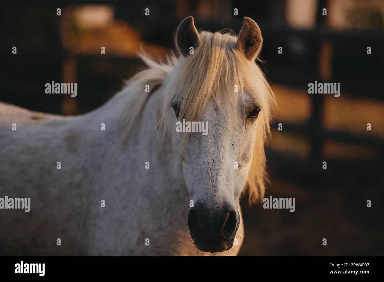 Portrait rapproché d'un cheval de travail au coucher du soleil. Banque D'Images