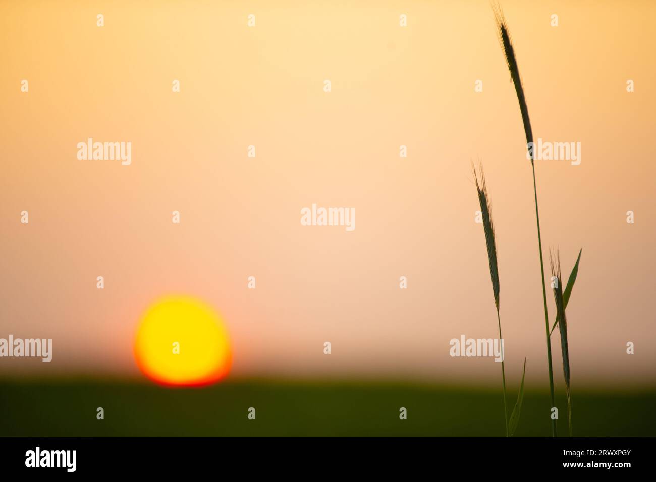 Coucher de soleil sur un champ de blé vert. Gros plan de blé fraîchement germé. Banque D'Images