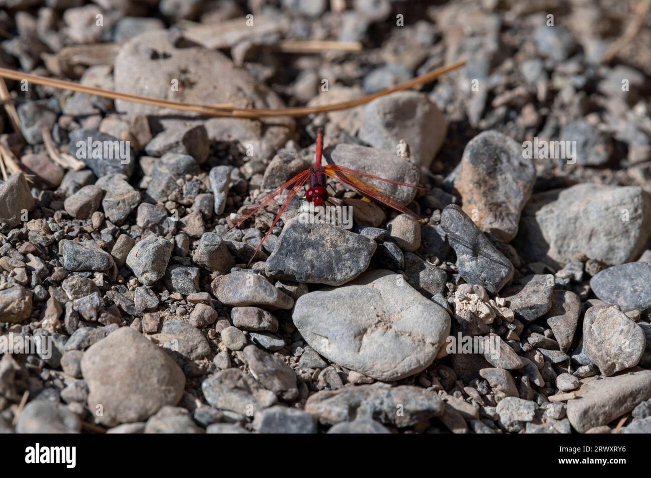 Une libellule rouge vif perchée sur un caillou dans son habitat natal des monts Hajar, aux Émirats arabes Unis. Capture de la faune diversifiée et Banque D'Images