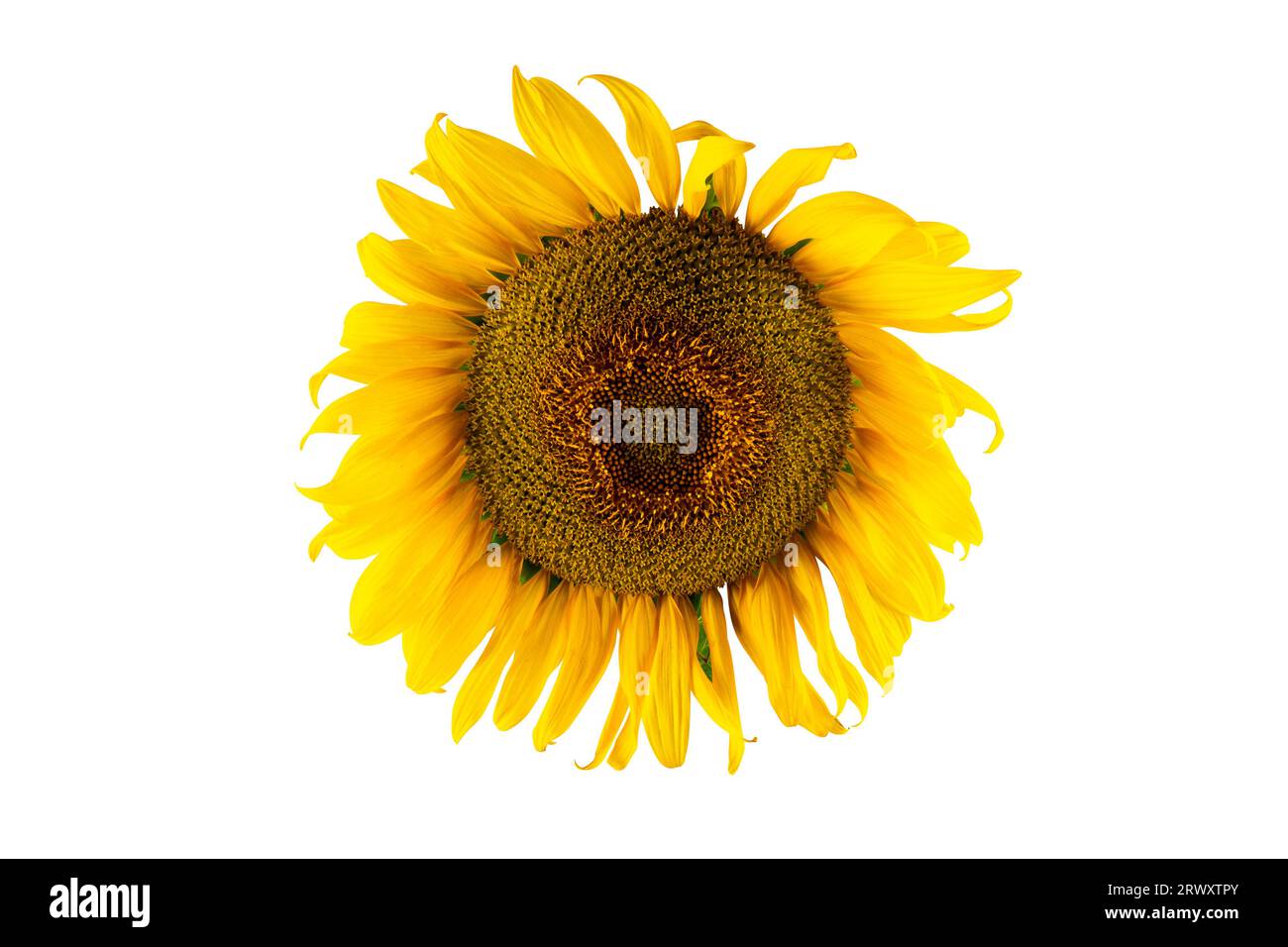 Fleur de tournesol jaune gros plan, isolé sur fond blanc. Le concept d'agriculture, de production agricole et d'huile végétale Banque D'Images