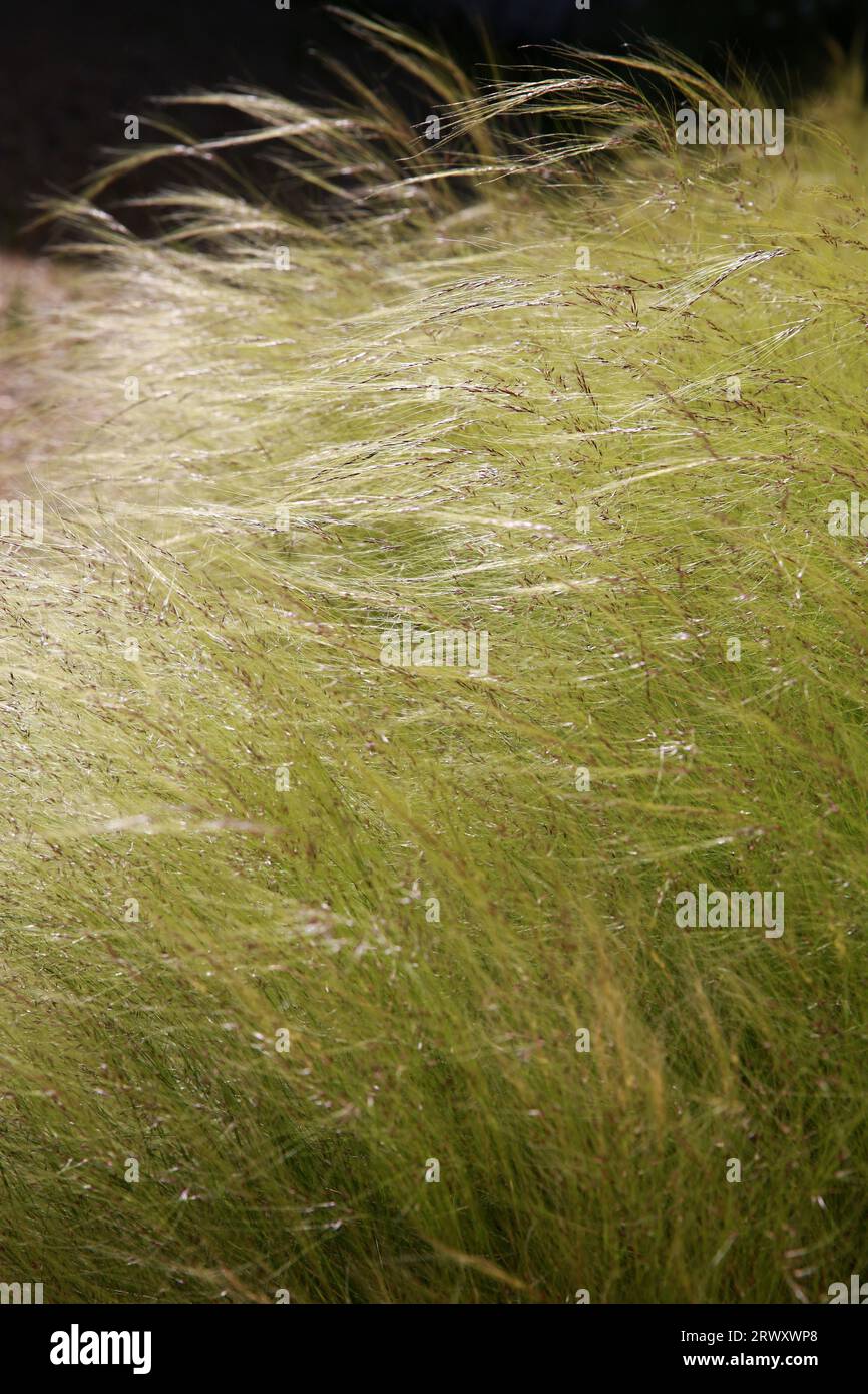 Cheveux d'anges, artemisia schmidtiana Banque D'Images