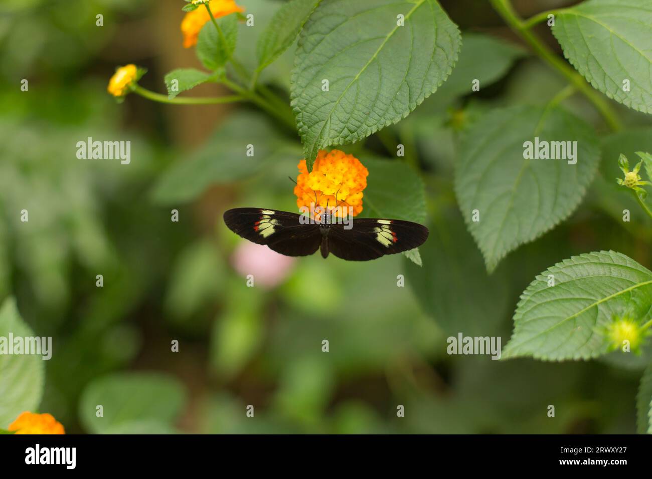 Papillon reposant sur une feuille de plante. Banque D'Images