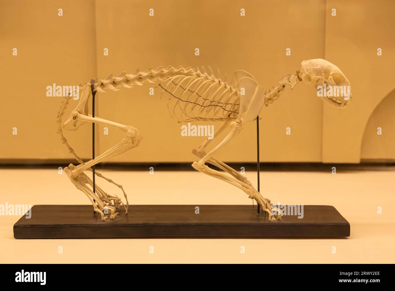 Moscou, Russie - 27 juillet 2023 : squelette de chat dans le musée. Photo de haute qualité Banque D'Images