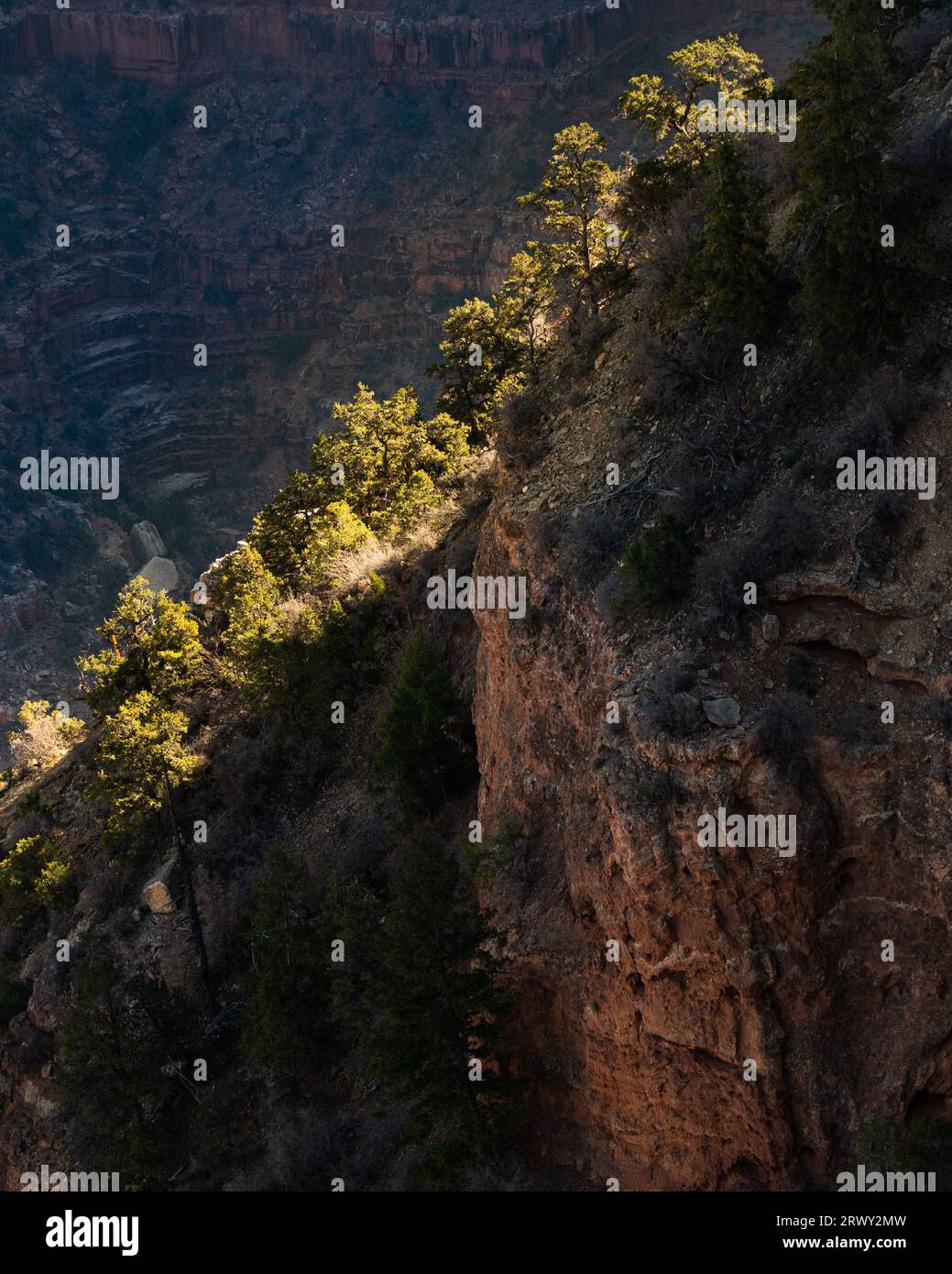 Arbres éclairés par le soleil, poussant sur une crête dans le Grand Canyon Banque D'Images