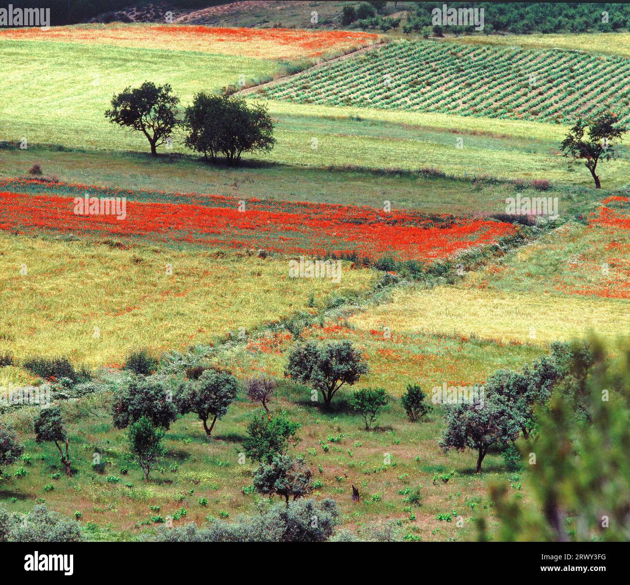 PRADO LLENO DE AMAPOLAS. Emplacement : EXTÉRIEUR. CARCASTILLO. NAVARRA. ESPAGNE. Banque D'Images