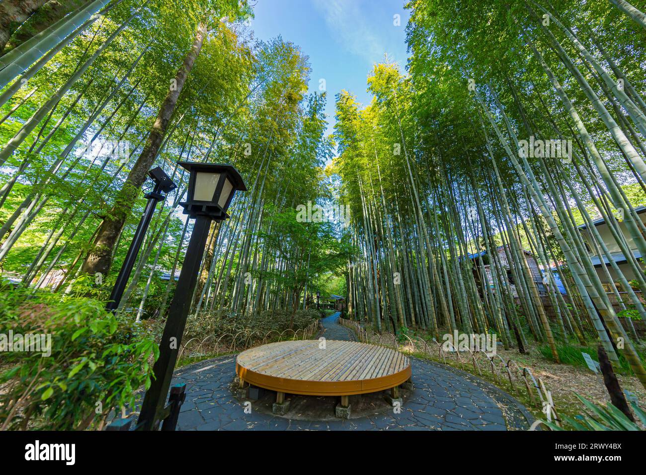 Shuzenji OnsenLe chemin à travers le bosquet de bambous entouré de verdure fraîche et le banc rond placé dans la place centrale Banque D'Images