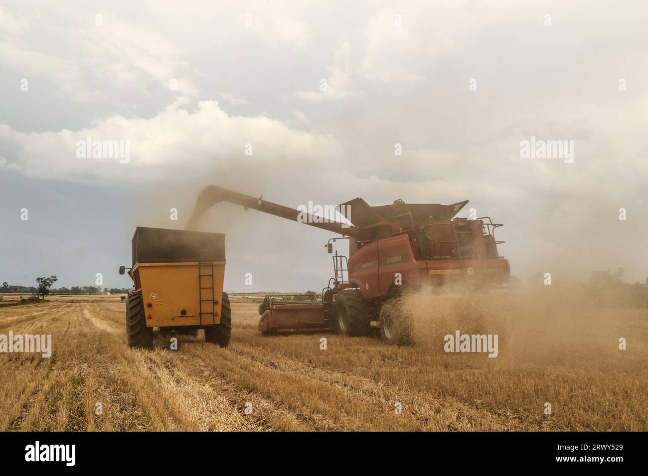 Nakuru, Kenya. 21 septembre 2023. Une moissonneuse-batteuse décharge les grains de blé fraîchement récoltés dans une remorque de tracteur en attente à Rongai, près de Nakuru City. En marge de l’Assemblée générale des Nations Unies en cours à New York, le président du Kenya William Ruto, après avoir eu des entretiens avec le président ukrainien, Volodymyr Zelensky, a déclaré que l’Ukraine allait mettre en place un hub céréalier au port de Mombasa pour faire face à la pénurie alimentaire en Afrique de l’est. Le Kenya compte sur les pays producteurs de céréales comme l’Ukraine pour compléter le blé récolté localement. (Image de crédit : © James Wakibia/SOPA Images via ZUMA Press Wire Banque D'Images