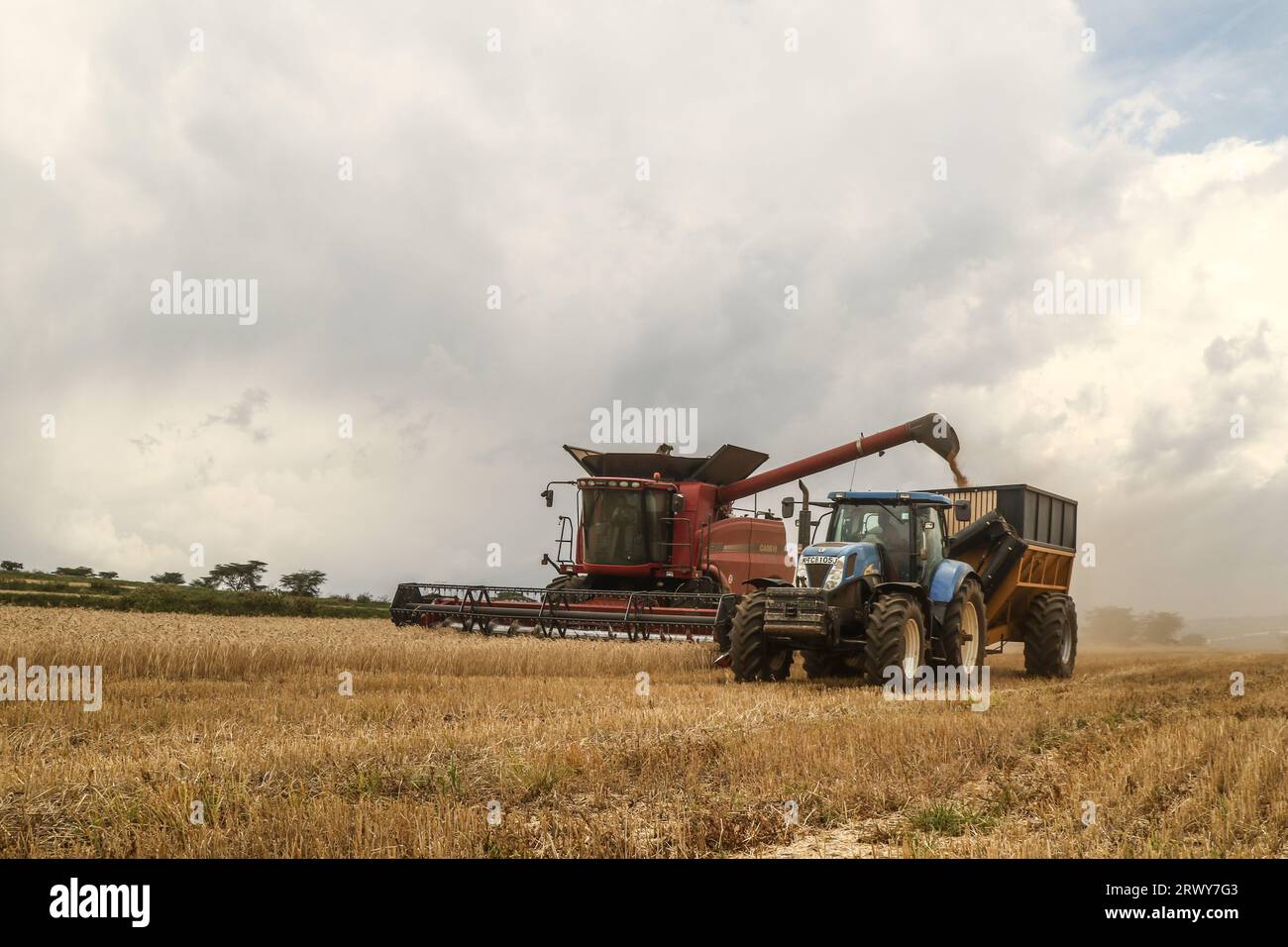 Une moissonneuse-batteuse décharge les grains de blé fraîchement récoltés dans une remorque de tracteur en attente à Rongai, près de Nakuru City. En marge de l’Assemblée générale des Nations Unies en cours à New York, le président du Kenya William Ruto, après avoir eu des entretiens avec le président ukrainien, Volodymyr Zelensky, a déclaré que l’Ukraine allait mettre en place un hub céréalier au port de Mombasa pour faire face à la pénurie alimentaire en Afrique de l’est. Le Kenya compte sur les pays producteurs de céréales comme l’Ukraine pour compléter le blé récolté localement. (Photo de James Wakibia/SOPA Images/Sipa USA) Banque D'Images