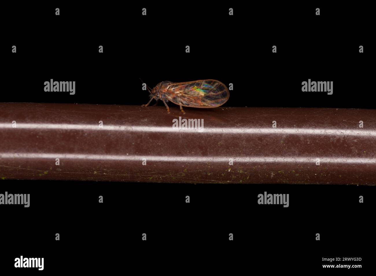 Famille Psyllinae genre Cacopsylla sauter plante poux nature sauvage photographie d'insectes, image, papier peint Banque D'Images