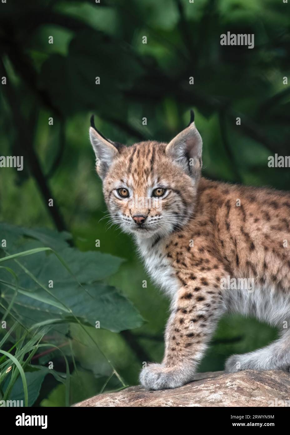 Portrait rapproché d'un bébé lynx ou d'un chaton regardant l'appareil photo et assis sur un fond vert en pierre Banque D'Images