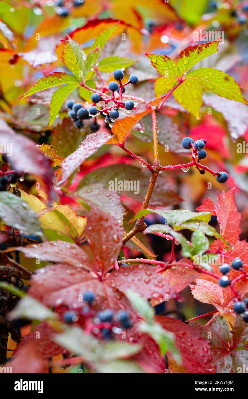 Automne coloré, Virginia Creeper, ampelopsis hederacea, automne coloré, jour d'automne pluvieux Banque D'Images