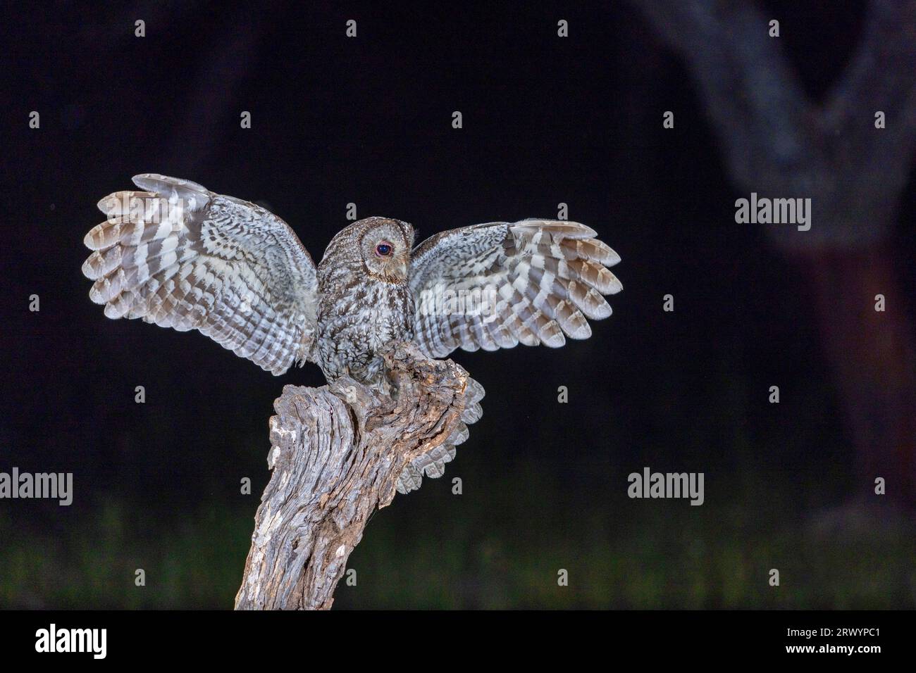 Hibou tawny eurasien (Strix aluco), atterrissant sur un arbre mort, Espagne, Estrémadure, Salorino Banque D'Images