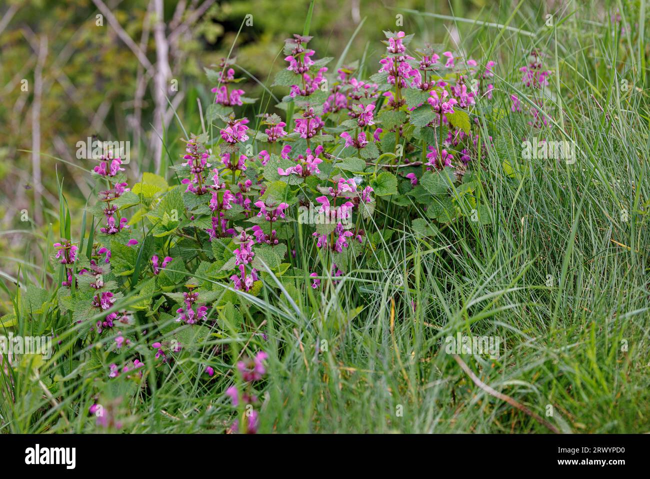 Spotted dead-nettle, repéré deadnettle (Lamium maculatum), la floraison, l'Allemagne, la Bavière Banque D'Images