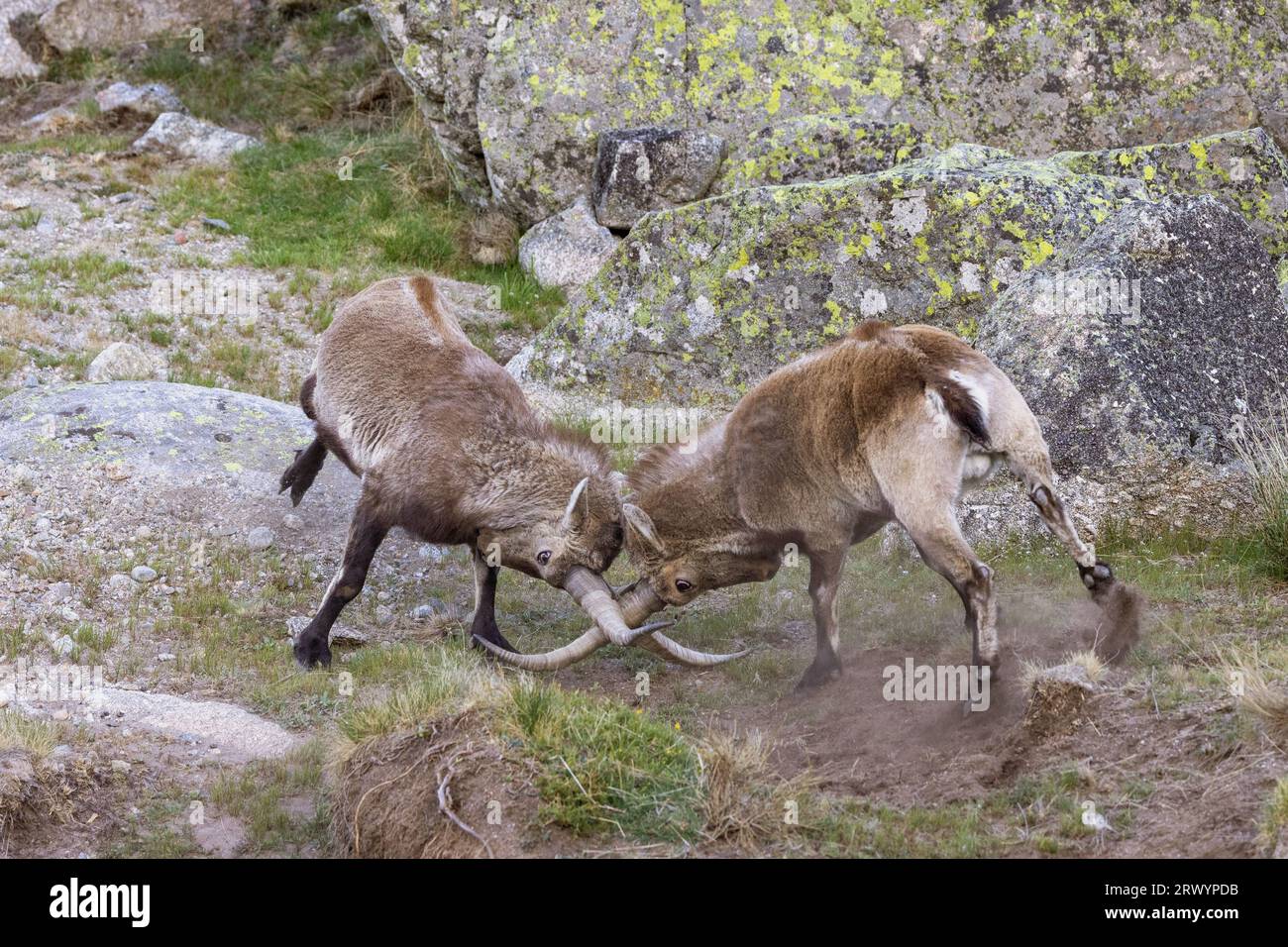 Bouquetin espagnol (Capra pyrenaica, Capra Ibex pyrenaica), deux mâles combattant, Espagne, Sierra de Gredos Banque D'Images