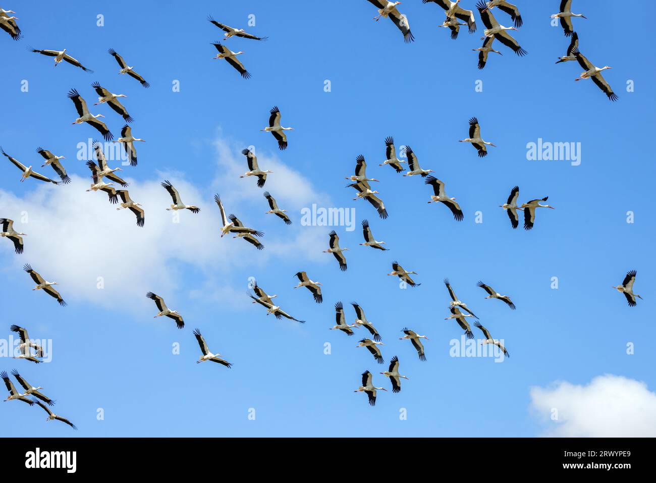 Cigogne blanche (Ciconia ciconia), grand groupe tournant, Espagne, Estrémadure, Castuera Banque D'Images