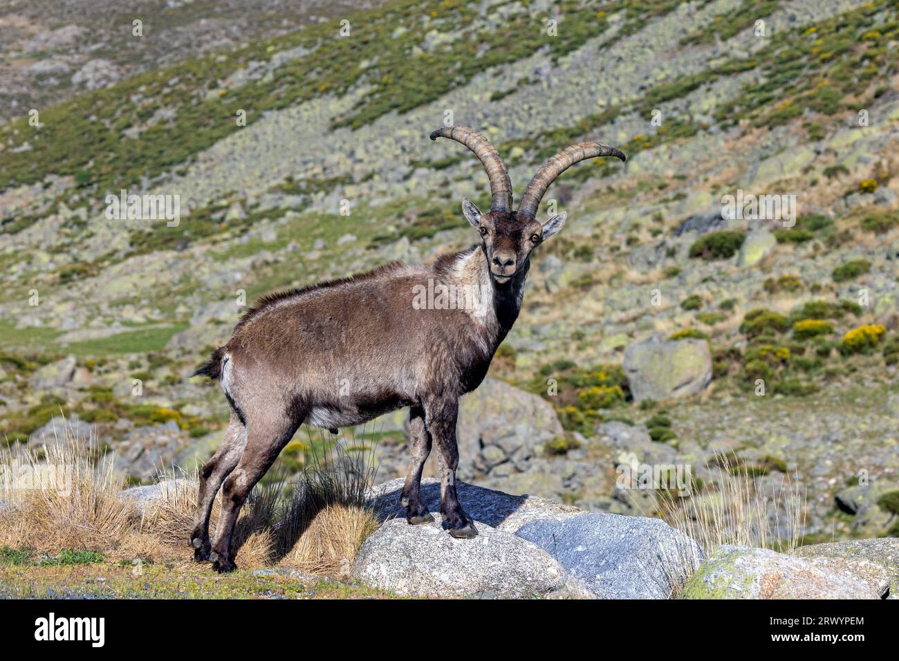 Bouquetin espagnol (Capra pyrenaica, Capra ibex pyrenaica), mâle, Espagne, Sierra de Gredos Banque D'Images
