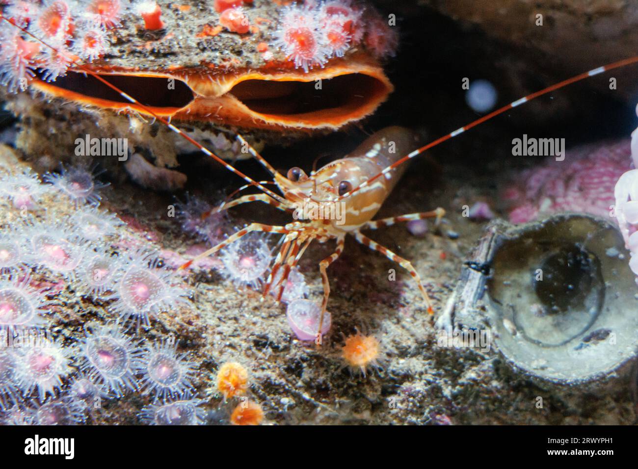 Crevettes ponctuelles de Californie, crevettes ponctuelles de Santa Barbara, crevettes ponctuelles de Monterey Bay, crevettes de l'Alaska (Pandalus platyceros), assis parmi des coquilles avec fraise Banque D'Images